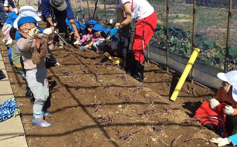 ３歳児は、初めてのお芋掘り　土の中に沢山お芋が眠っているよ　沢山とったかな？